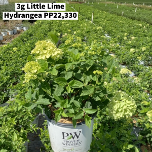 August 2022 3g Little Lime Hydrangea PP22,330